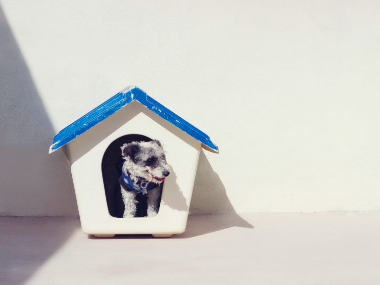 Buying The Best Dog House For Hot Weather