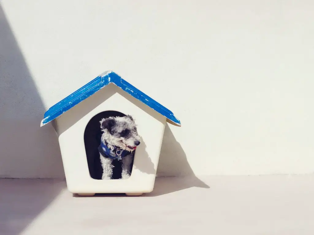 How to Create a Dog House