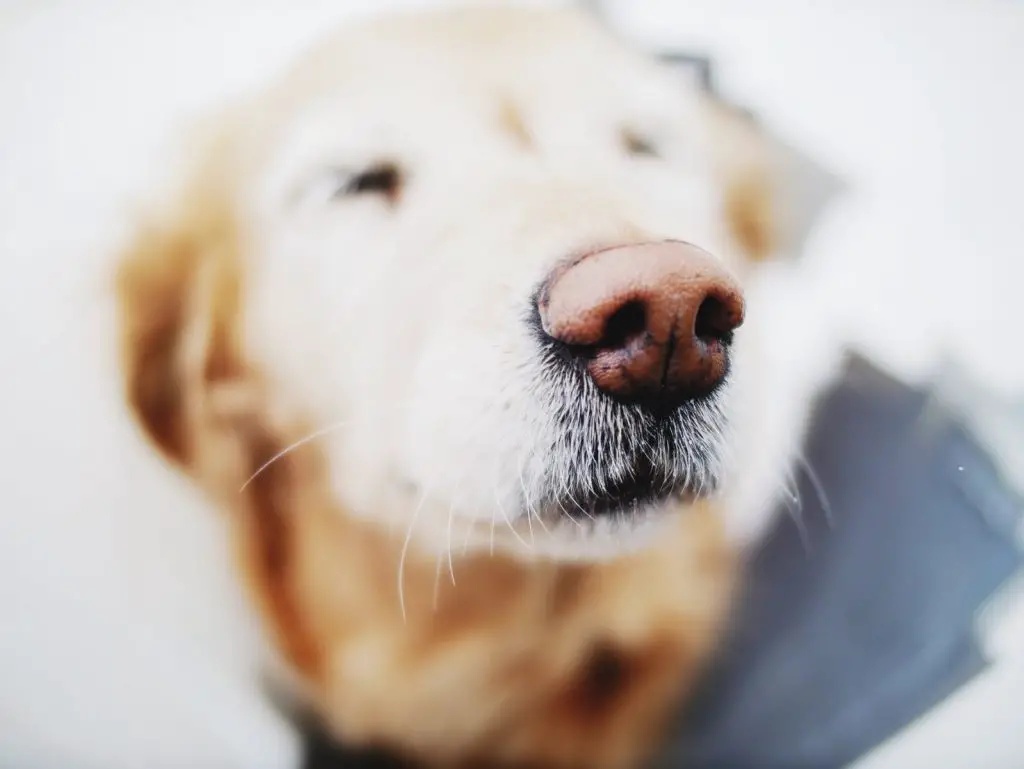 Why Do Dogs Noses Turn Brown?