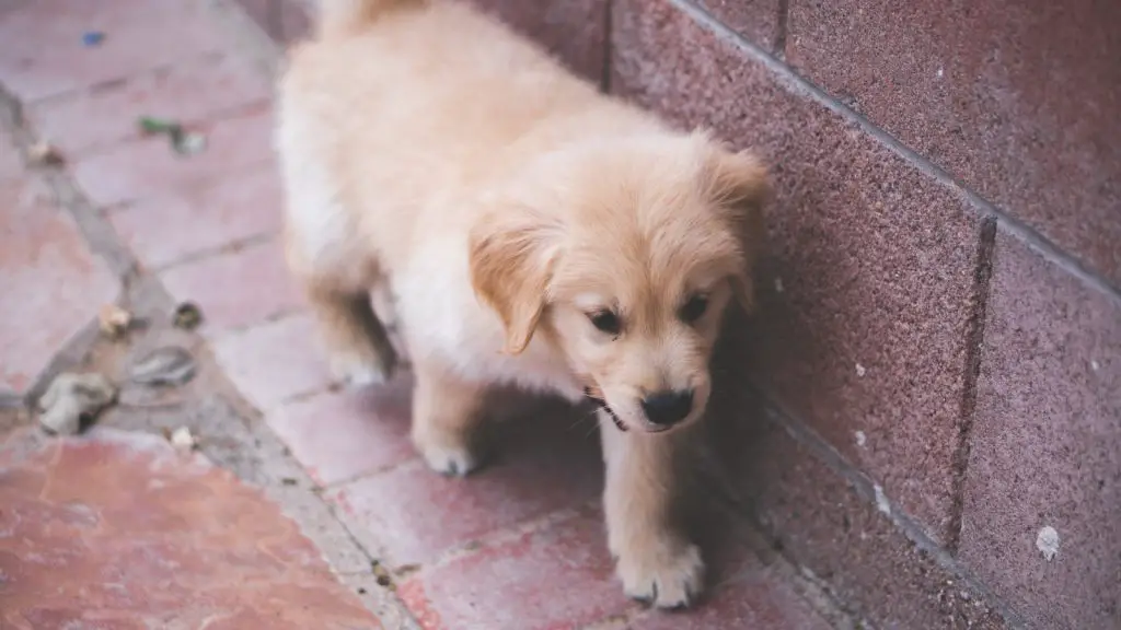 Why Is My Dog Staring At The Wall?