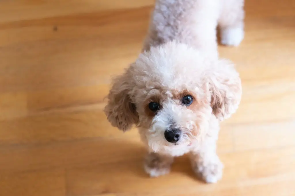 Best Dog Food For Toy Poodles