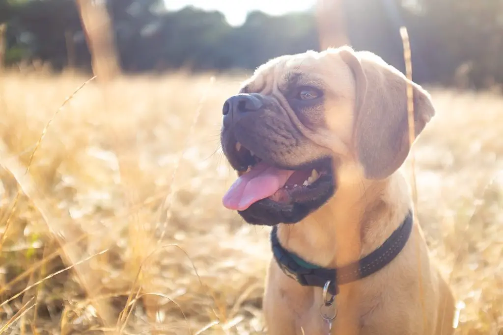 Best Training Collar For Deaf Dog