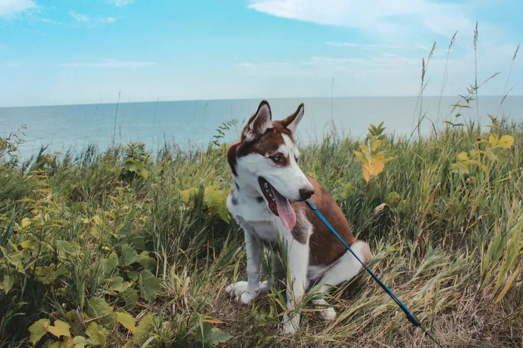 Best Leash For Big Dogs That Pull