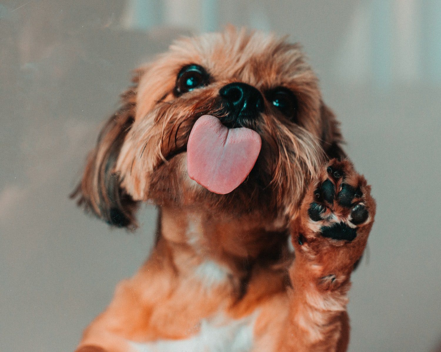 why-do-dogs-lick-their-paws