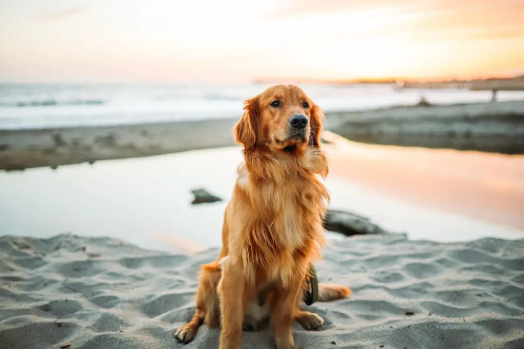 Best Golden Retriever Dog Harnesses