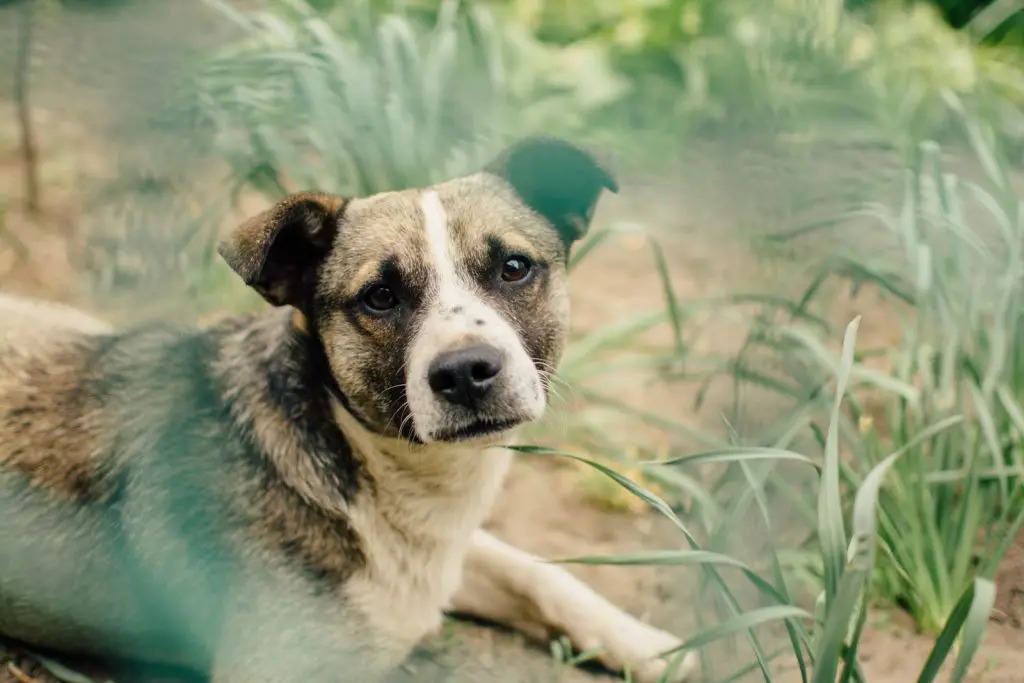 Best Wireless Fence For Large Dogs