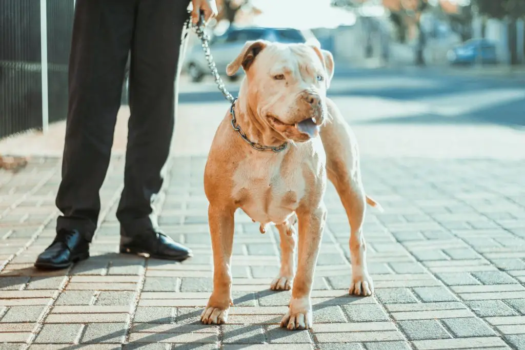 Best Dog Food For American Bulldogs