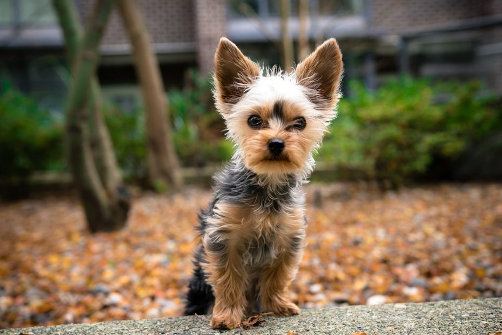Small Dog Breeds: Right from History to Parenting