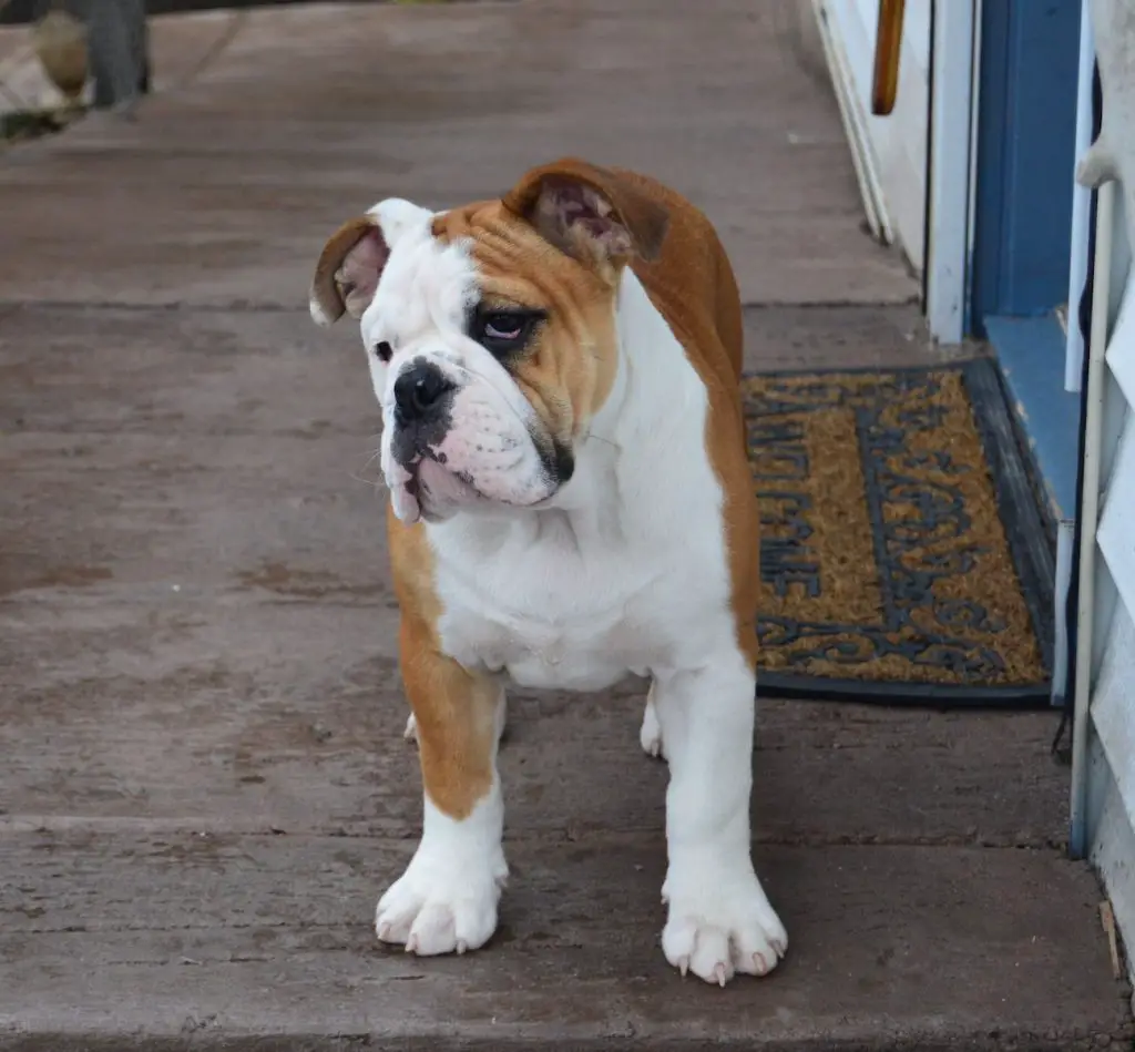 Best Dog Food For American Bulldogs