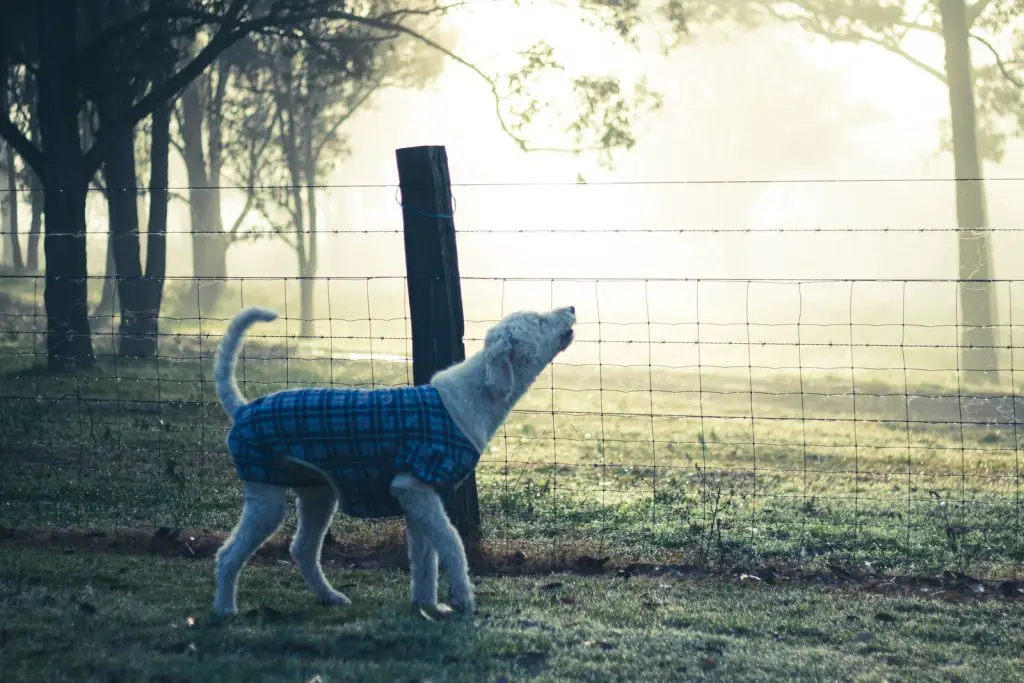 How To Teach Your Dog To Howl?