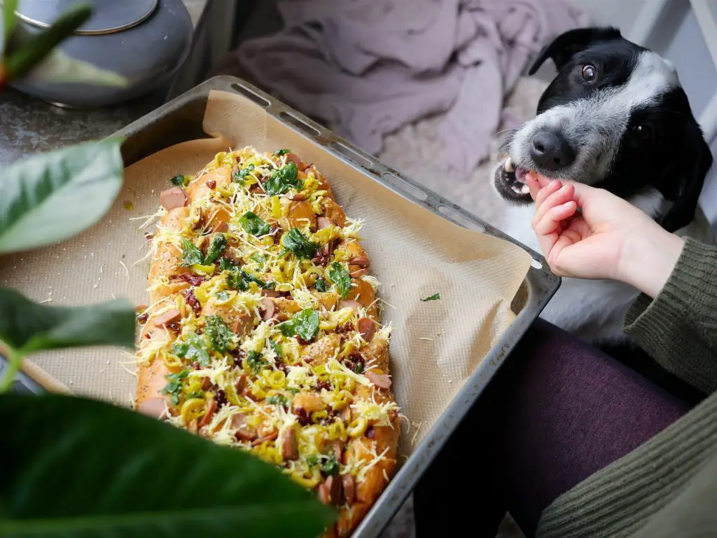 Can Dogs Eat Cream Cheese?