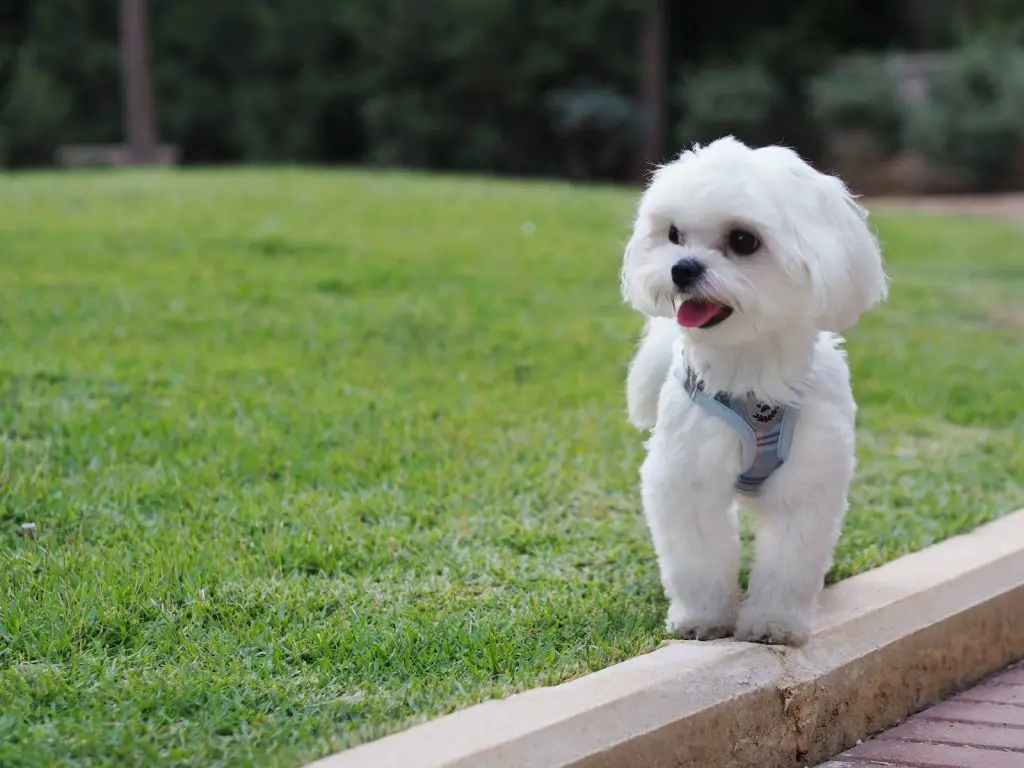 Best Wireless Fence For Small Dogs