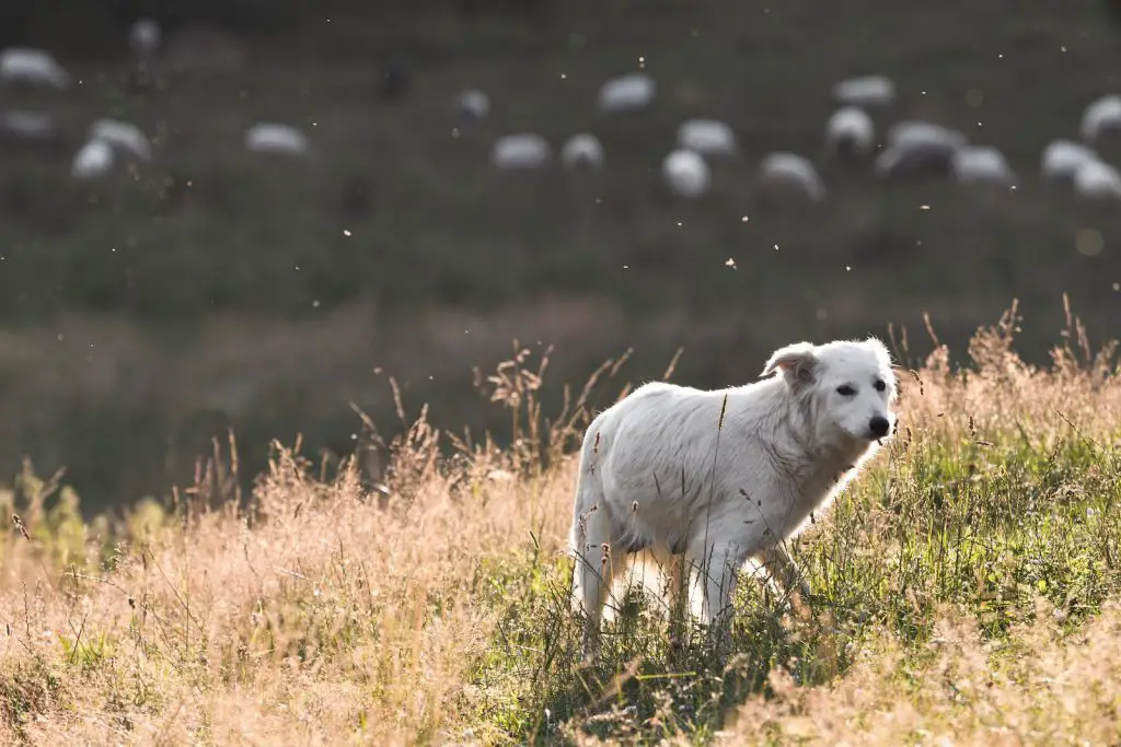 Best Toys For Herding Dogs