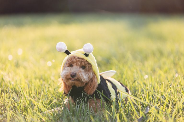 What Happens If A Dog Eats A Bee?