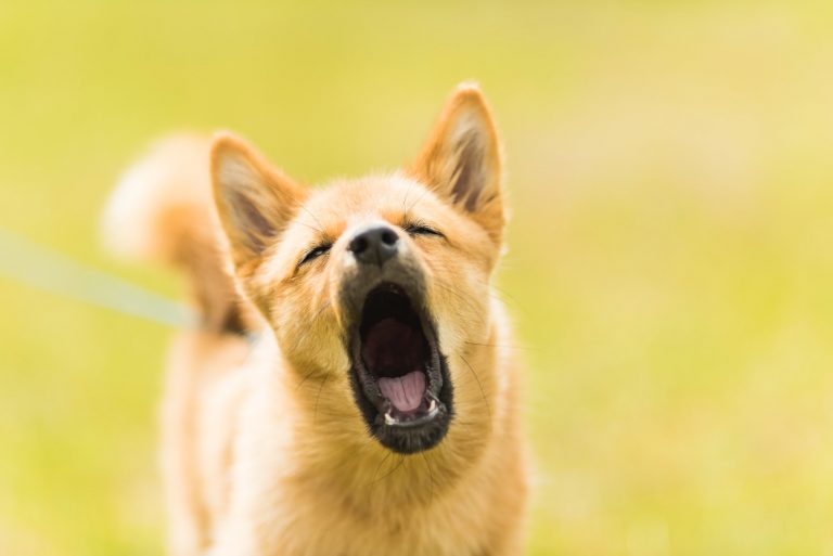 The Ultimate Guide To The Best Device To Stop Dog Barking