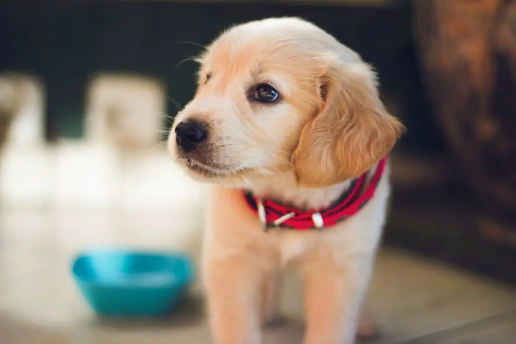 Can Dogs Eat Oatmeal