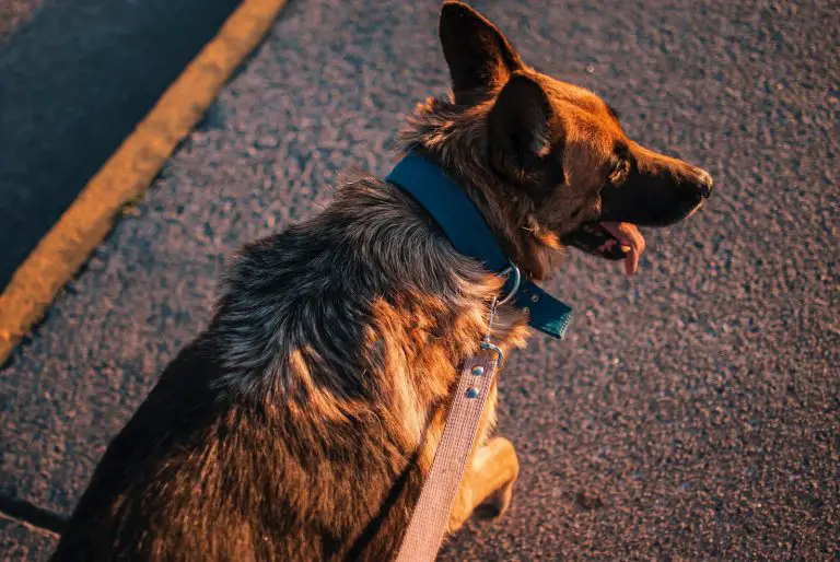 This Is The Best Leather Dog Leash Guide For Your Dog