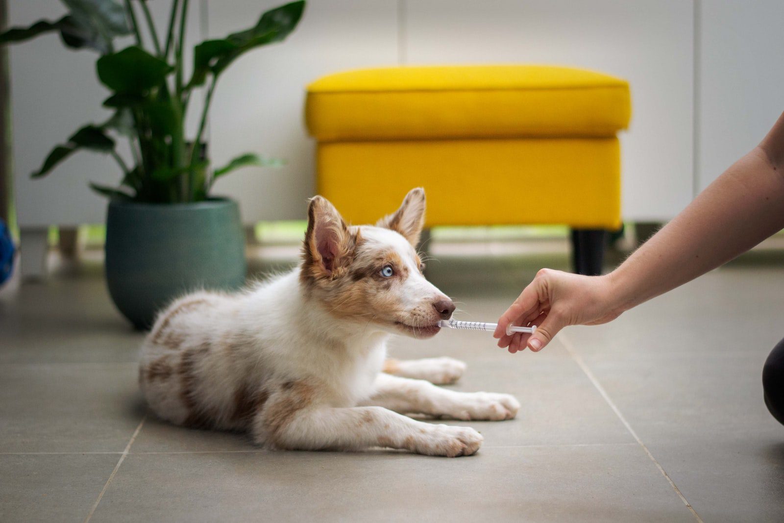 3 Ways To Examine Your Dog’s Health At Home