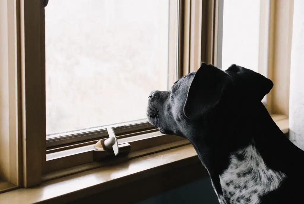 What Are the Different Methods of Blocking Your Dog from Window?