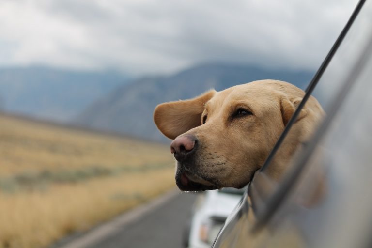 How to Afford a Dog-Friendly Trip after Lockdown