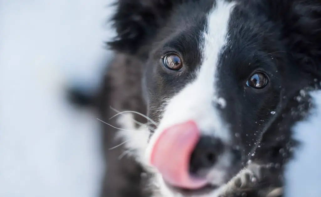 Why Does My Dog Lick my Feet?