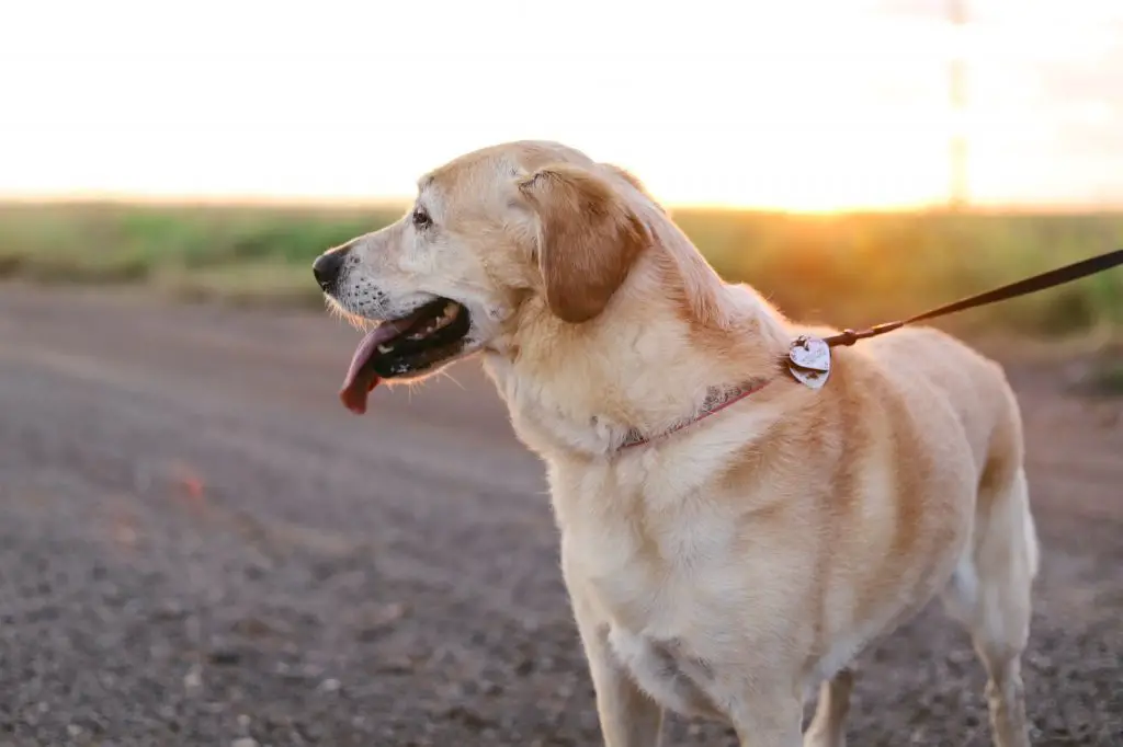 Best Leather Dog Leash