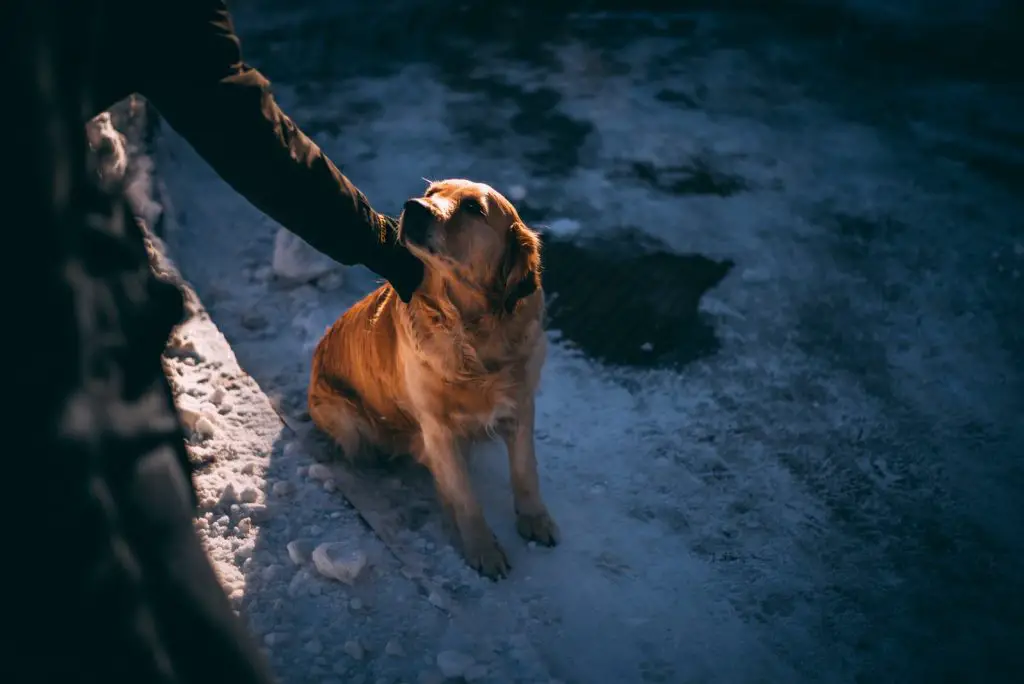 How to Stop a Dog from Barking at Night