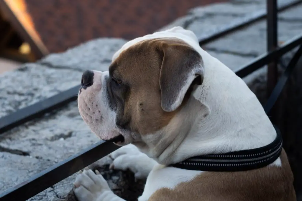 Best Dog Food For American Bulldogs