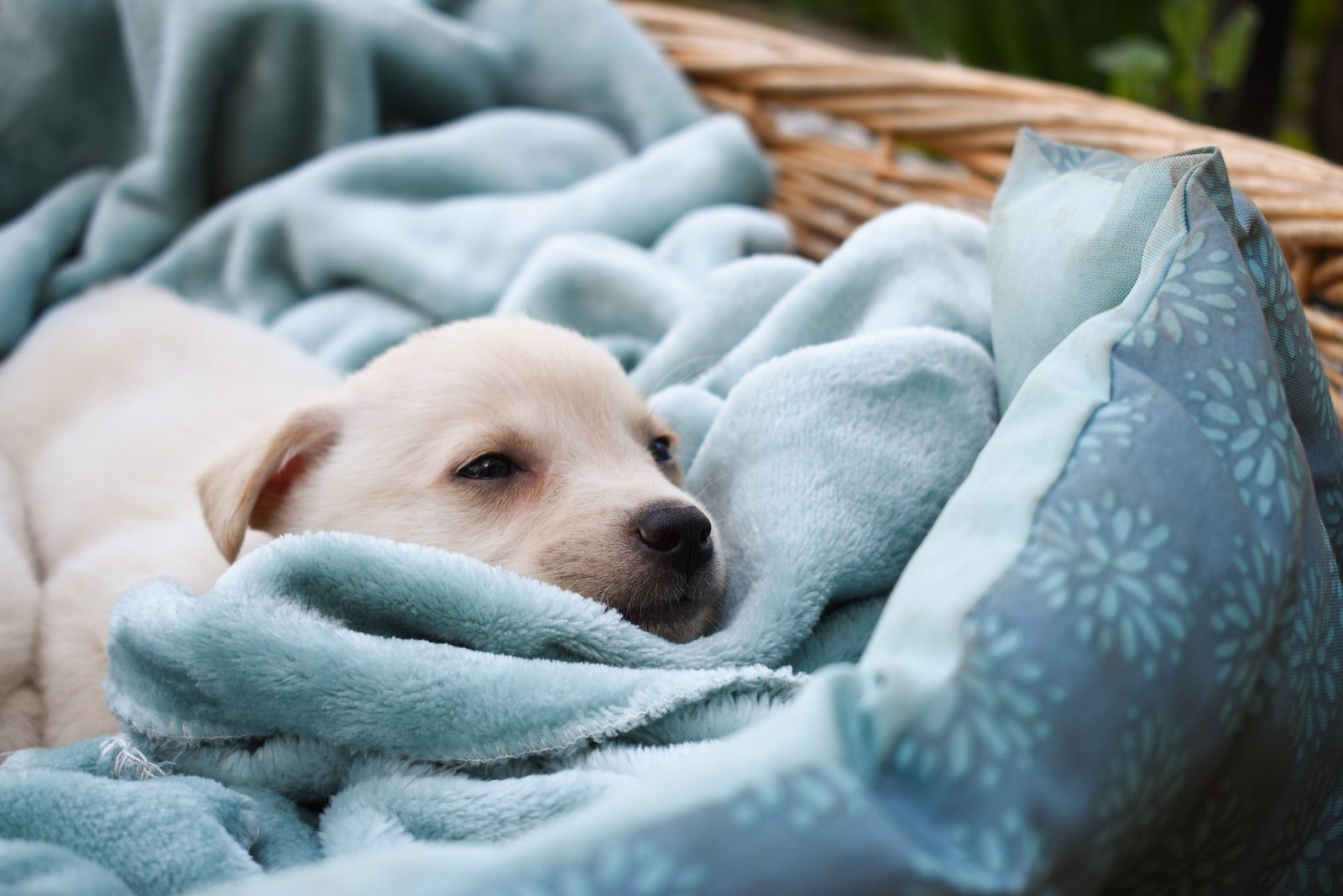 How best to prepare for your new dog’s arrival
