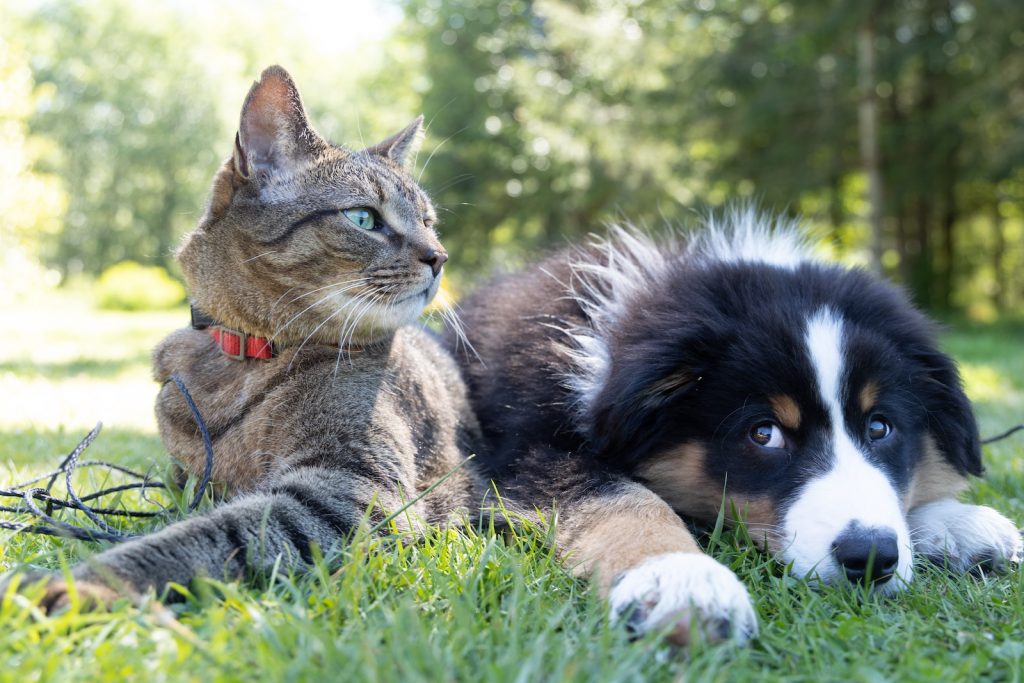 10 Dog Breeds That Really Live Well With Cats