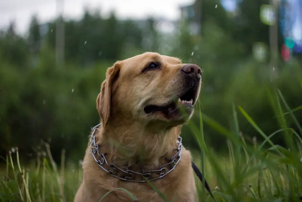 What Happens If A Dog Eats A Bee?