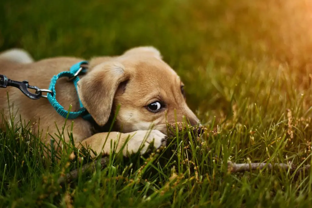 Best Artificial Turf For Dogs