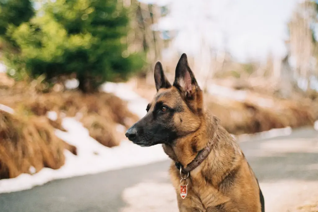 German Shepherd Kennels, Houses and Crates