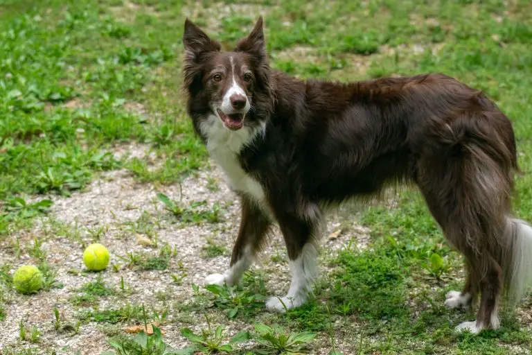 You Need These 5 Best Toys For Herding Dogs
