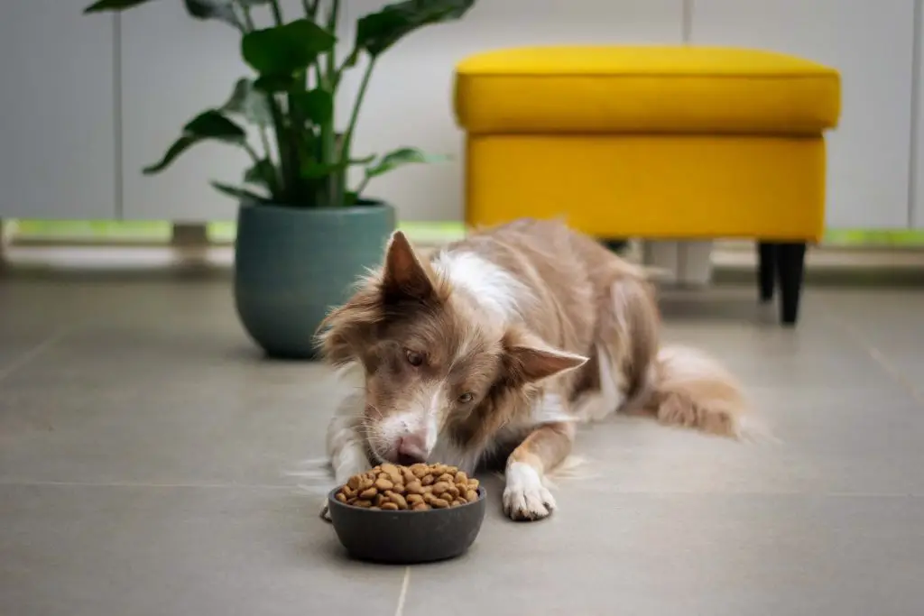 Best Dry Dog Food For Weight Gain