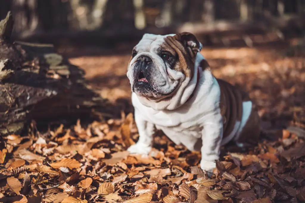 Why Are English Bulldogs So Expensive?