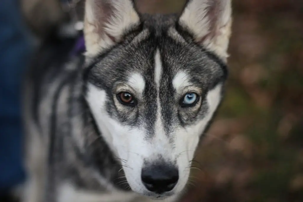 Why There Is A Husky With Two Different Colored Eyes?