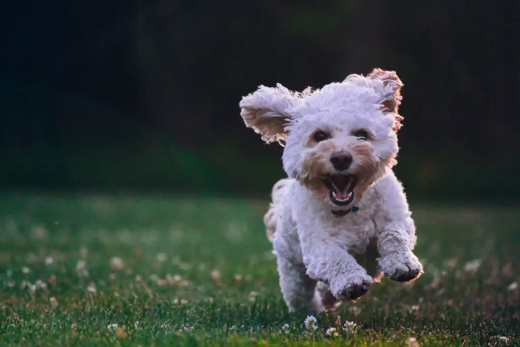 Best Wireless Fence For Small Dogs