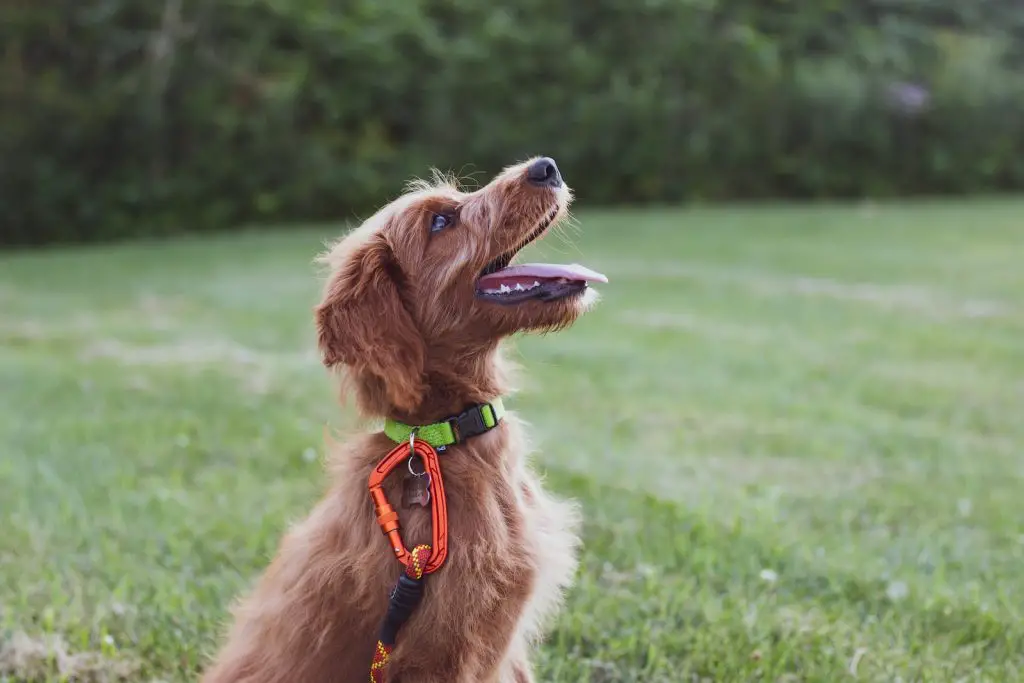 Best Dog Training Collar For Small Dogs