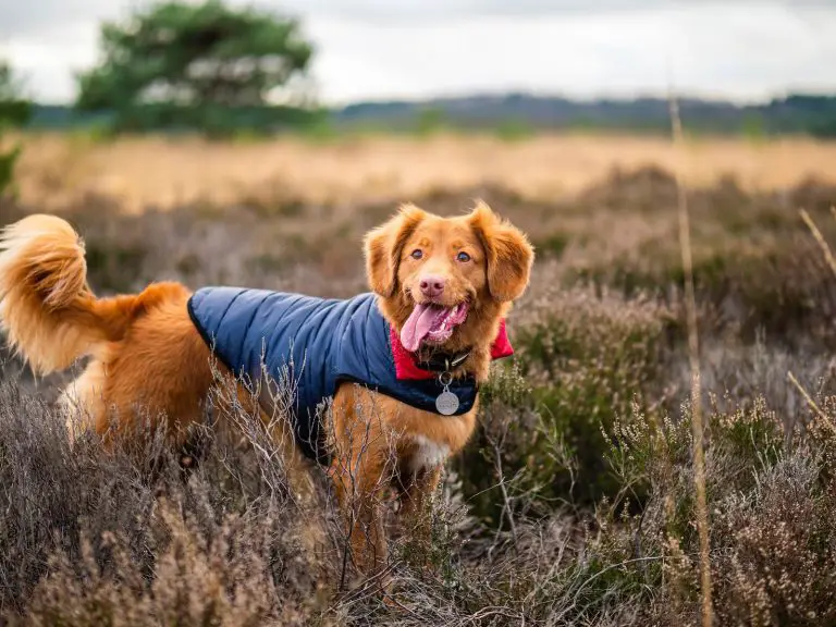 25 Best Harnesses for Large Dogs
