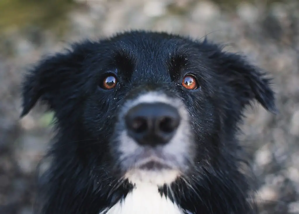 Why Do Most Dogs Have Brown Eyes?