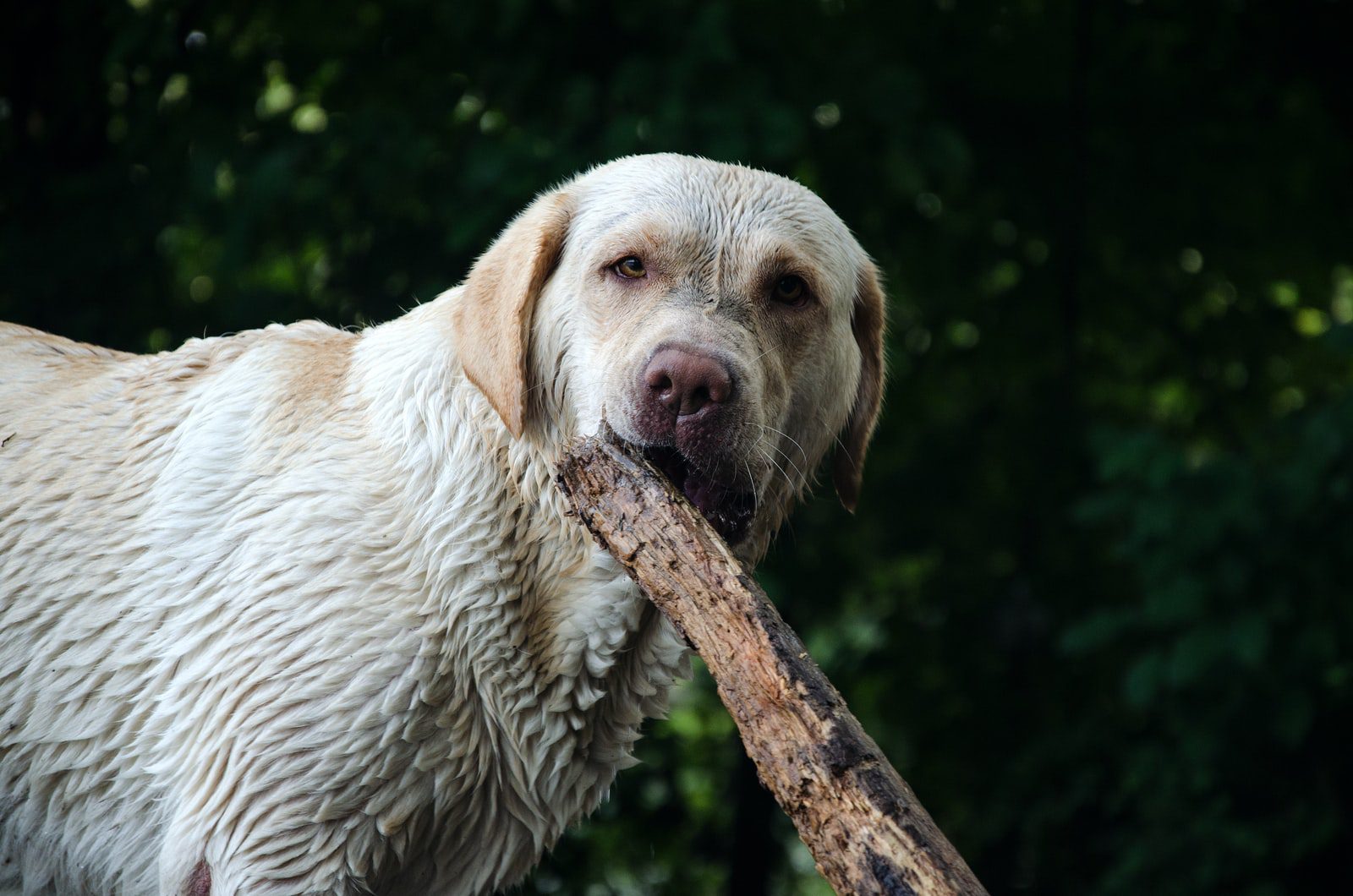 Why Do Dogs Chew Sticks?