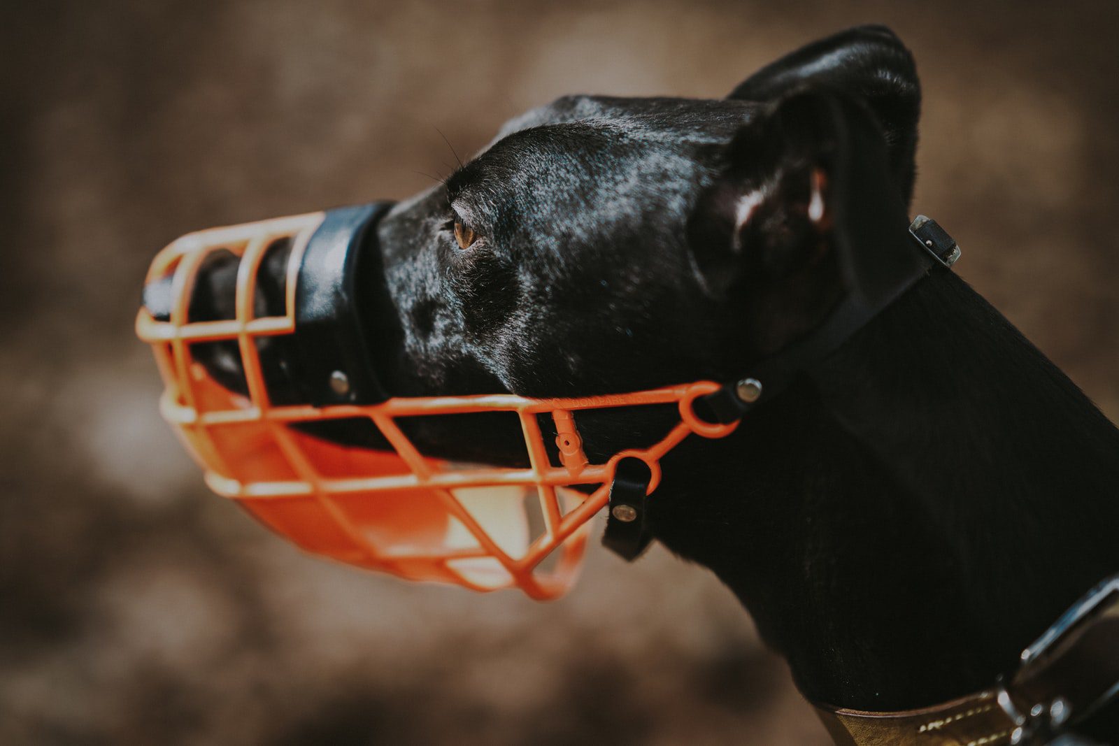 Why Do Greyhounds Wear Muzzles?