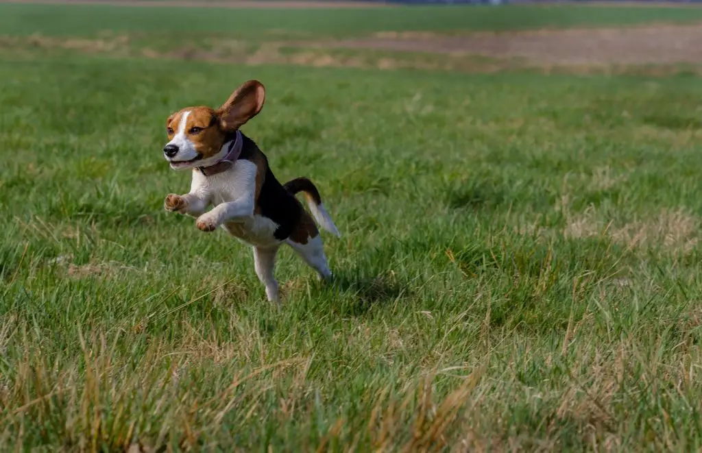 How to Fly with Your Dog