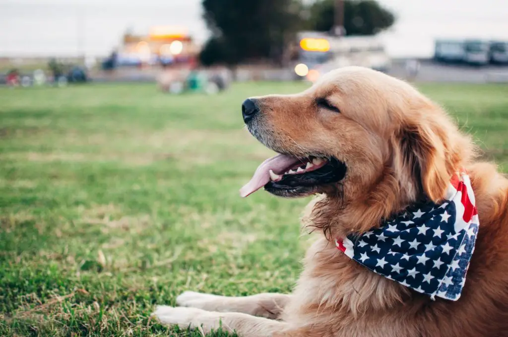 Best Wireless Fence For Large Dogs