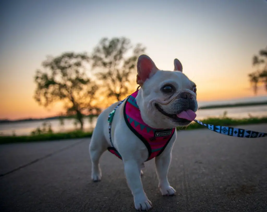 Best Bulldog Harnesses