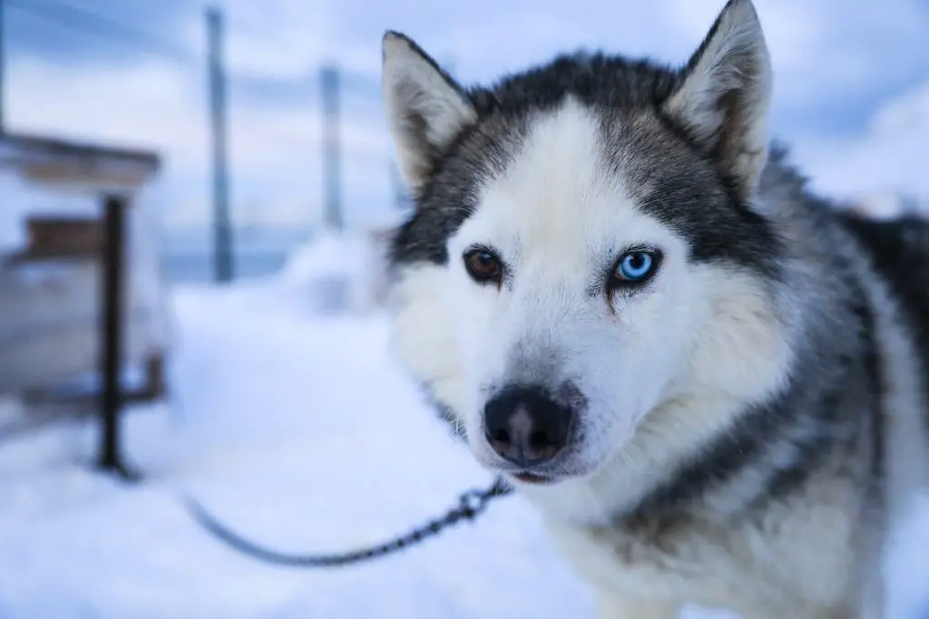 Why There Is A Husky With Two Different Colored Eyes?