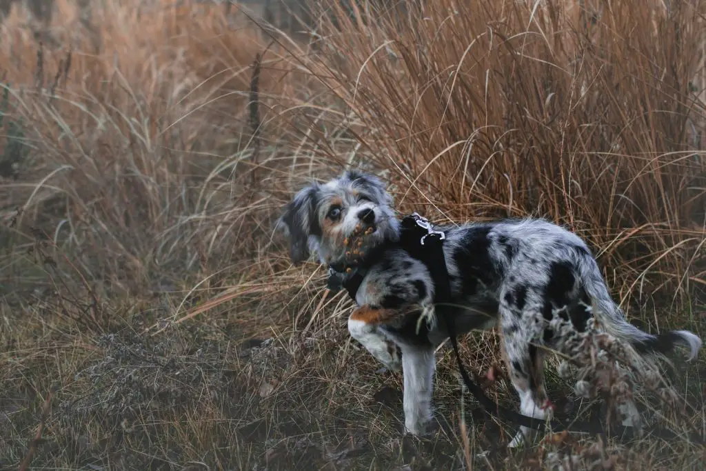 Why Does My Dog Eat Dirt?