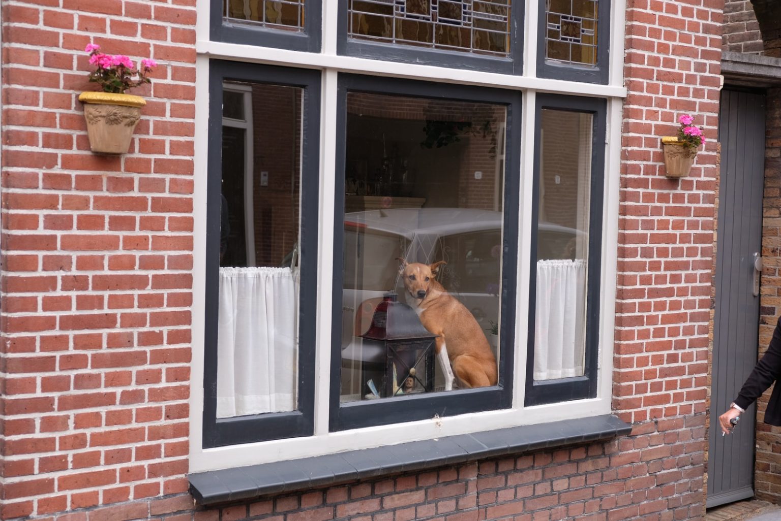 block window view for dogs