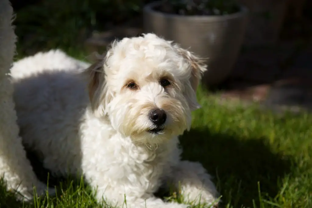 Best Dog Food For Labradoodles